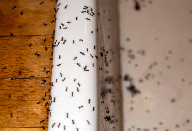 Best Best Pest Control Companies  in Odell, OR