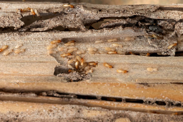 Best Pest Control Near Me  in Odell, OR